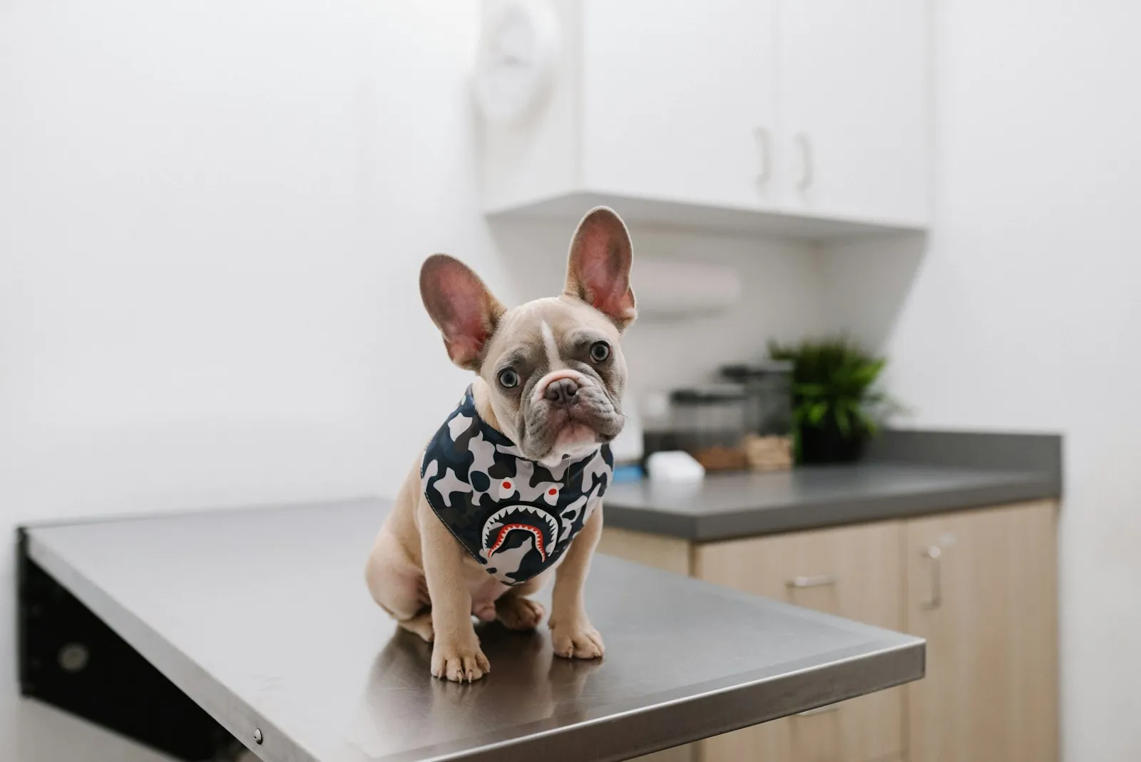 Buldog francuski siedzi na stole w gabinecie weterynaryjnym