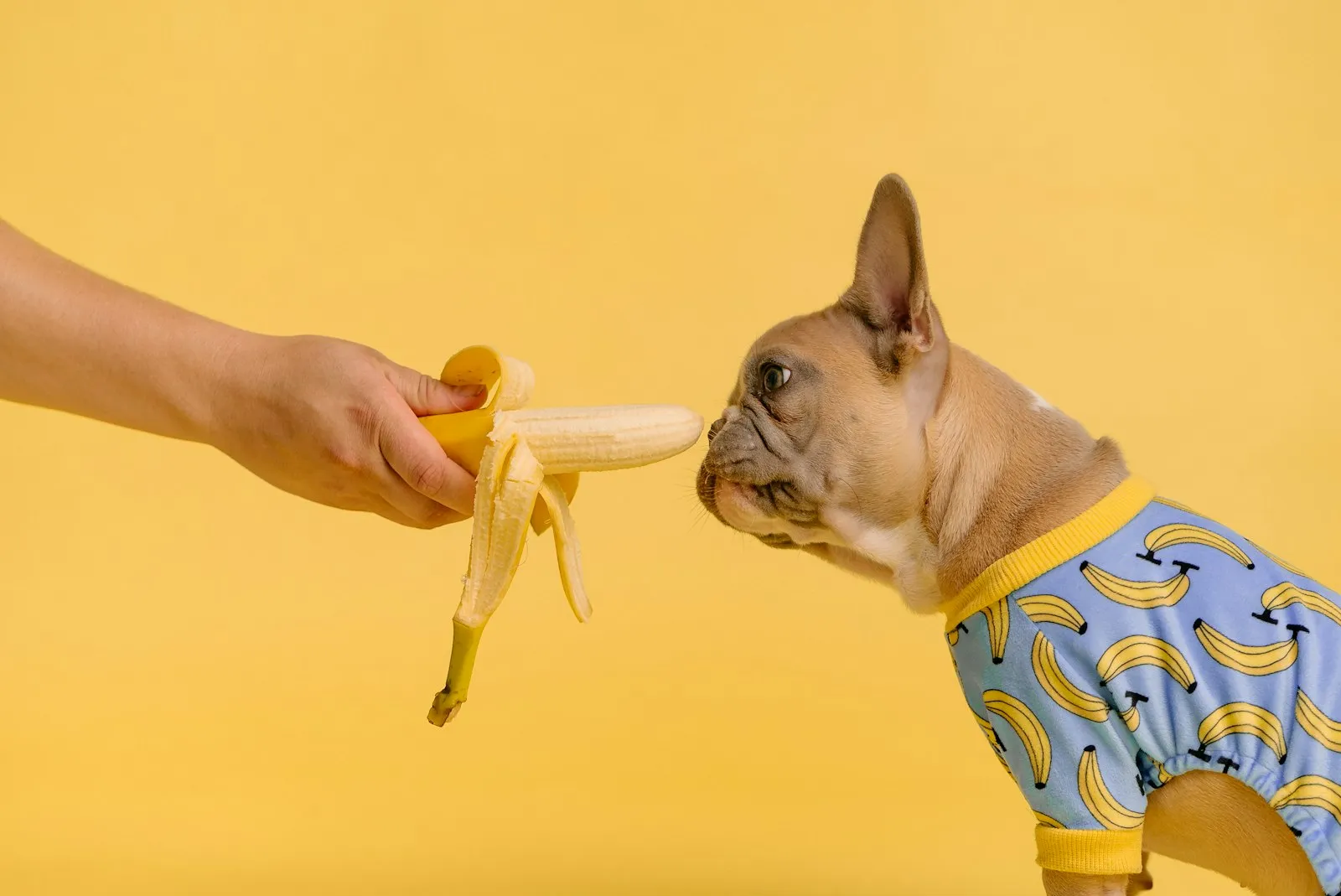 Buldog francuski wącha obranego banana