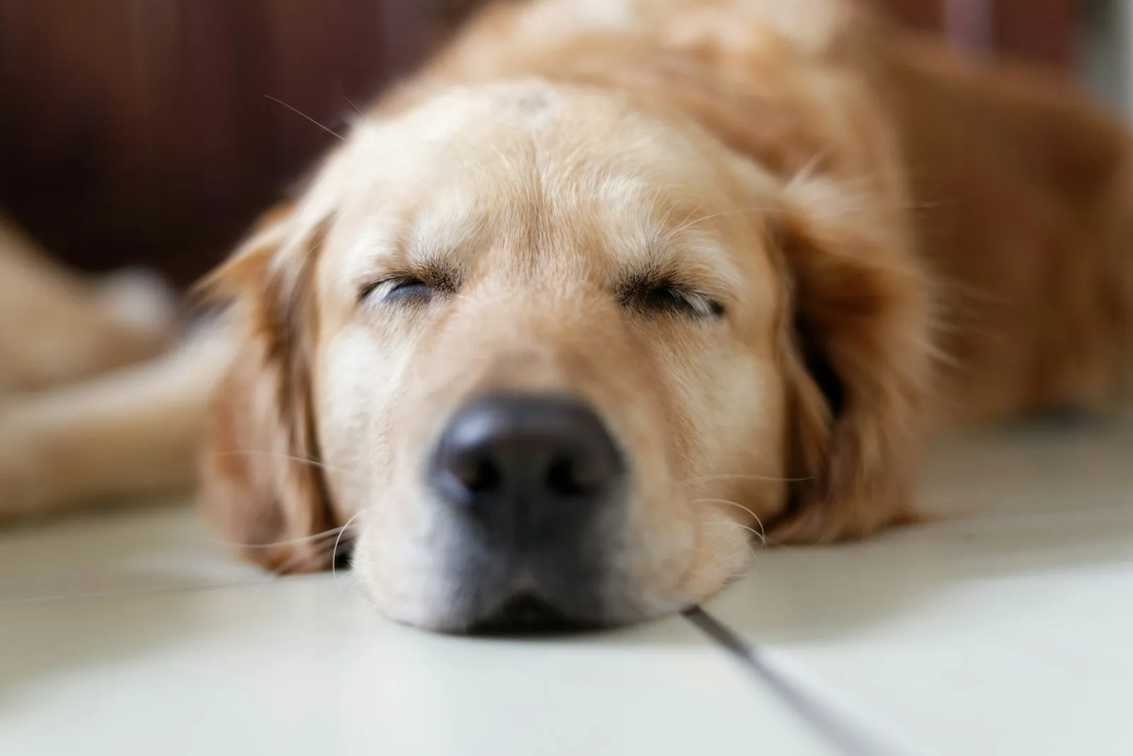 Golden retriever odpoczywa z głową na podłodze