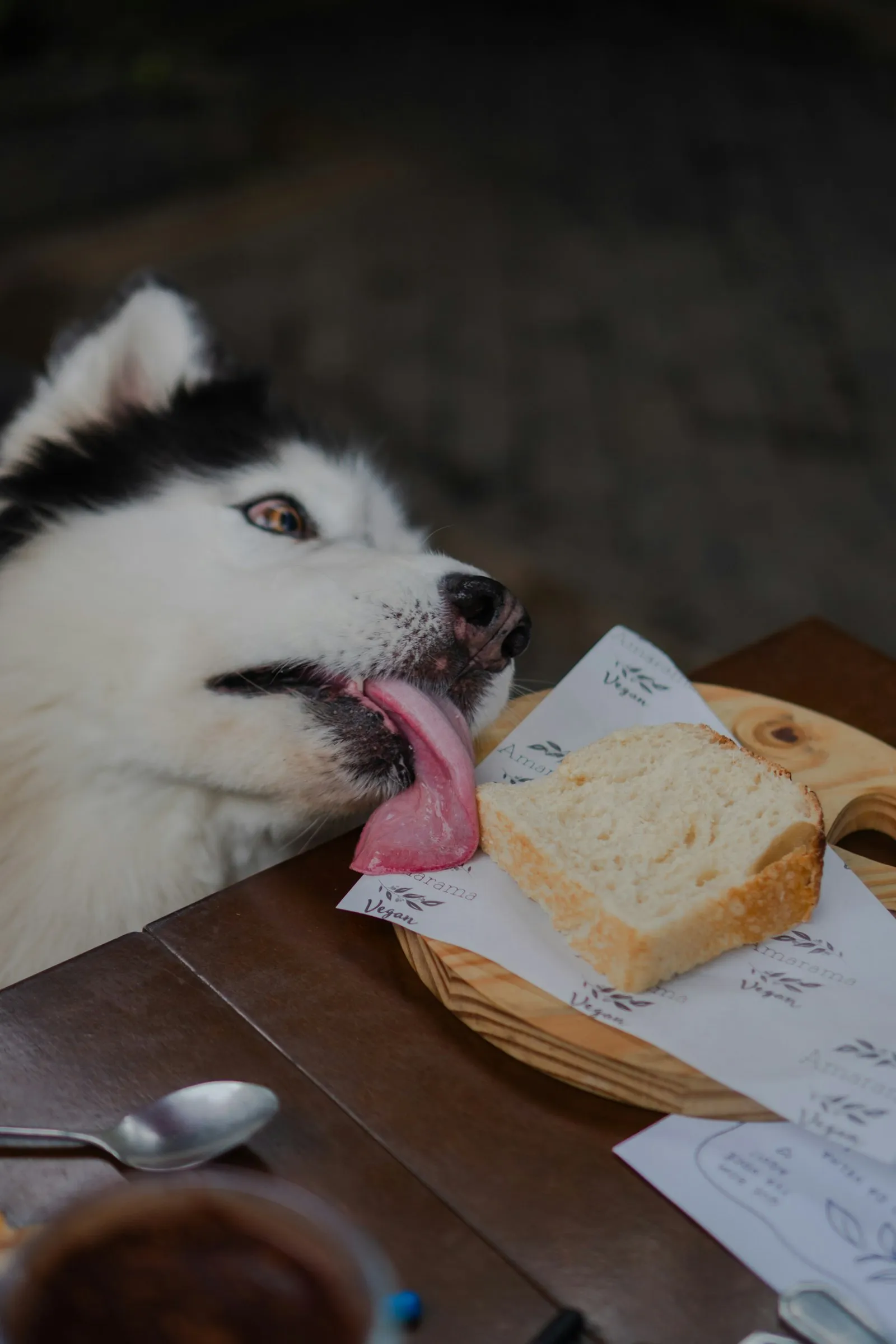 Husky liże kromkę chleba leżącą na stole