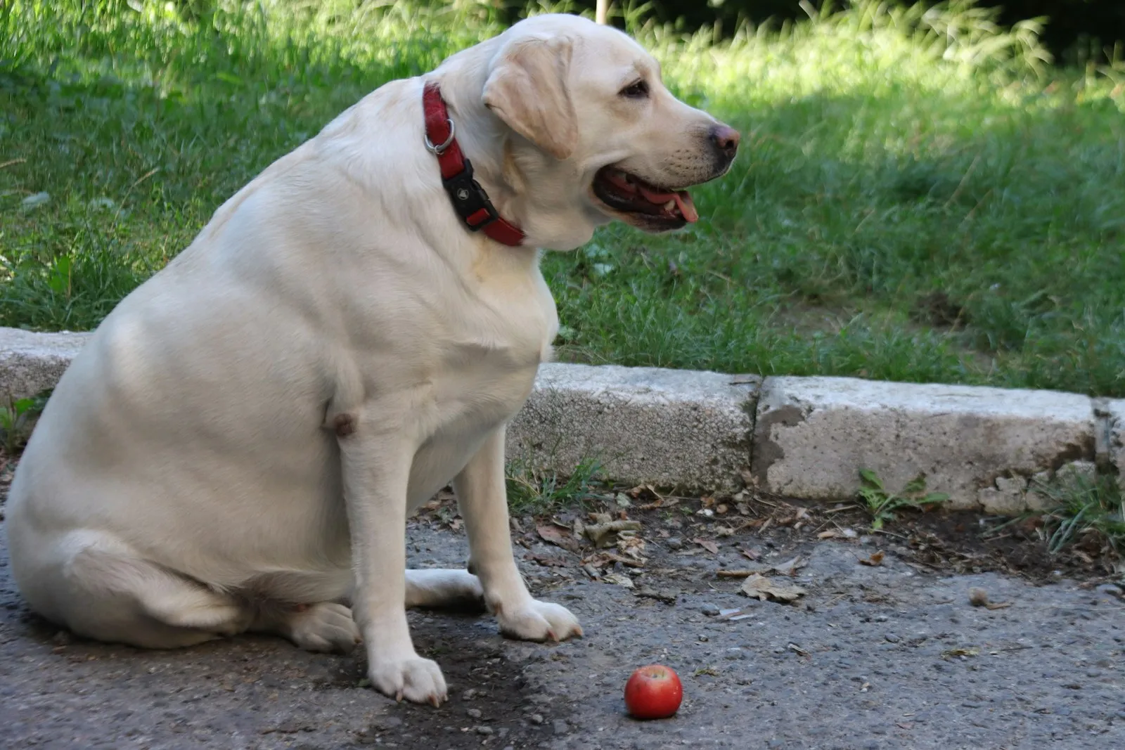 Labrador siedzi obok czerwonego jabłka