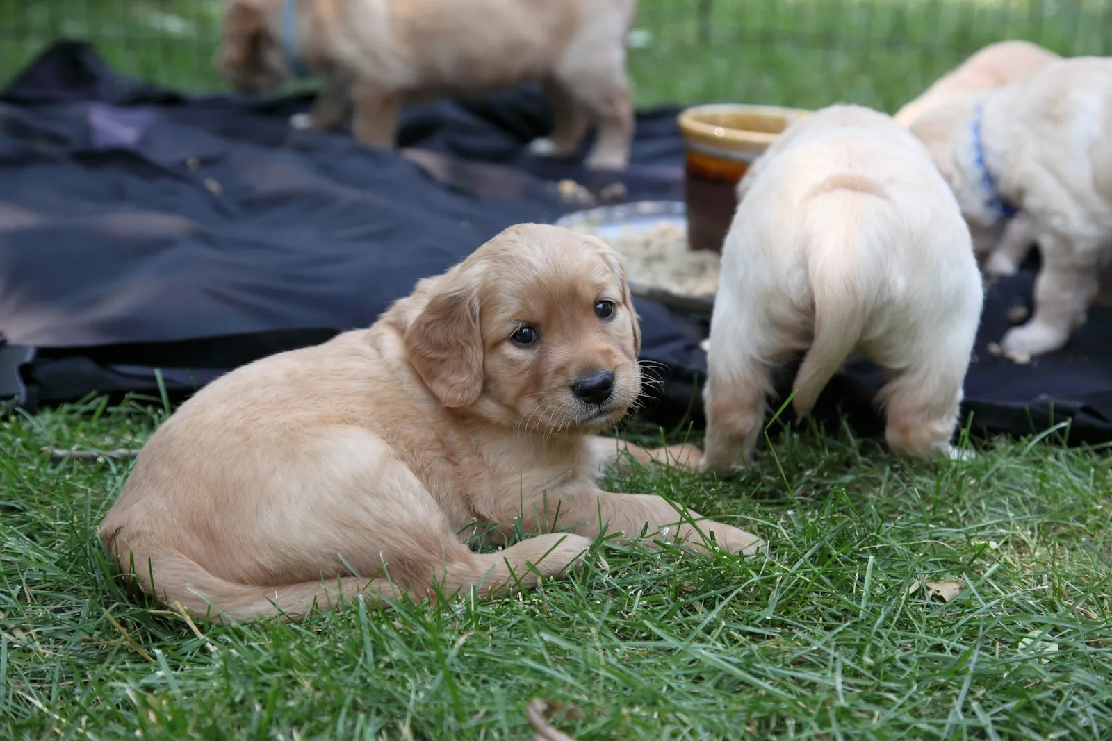 Szczenięta golden retrievera na trawie